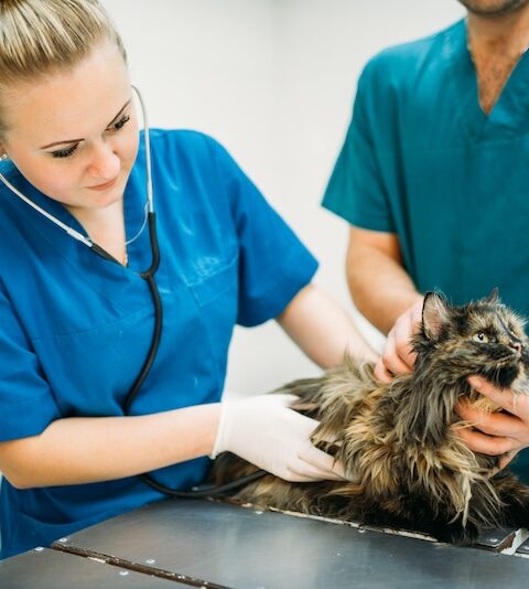 Två veterinärer som undersöker en katt