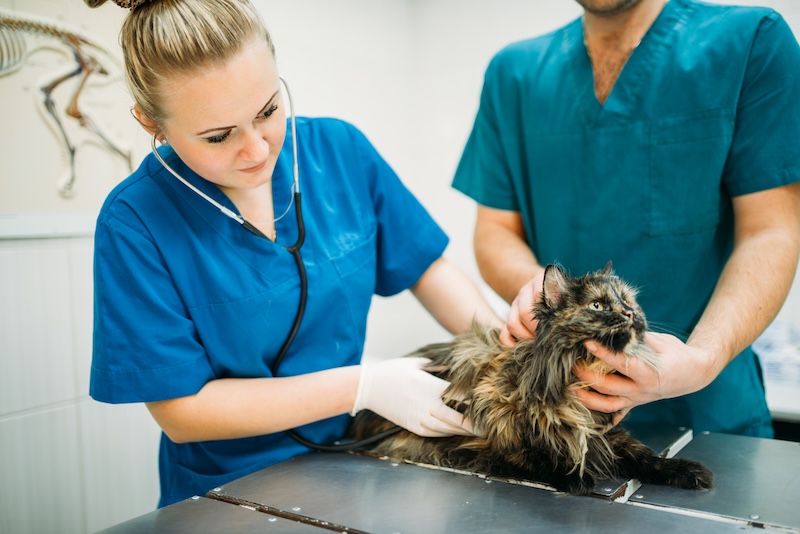 Två veterinärer som undersöker en katt